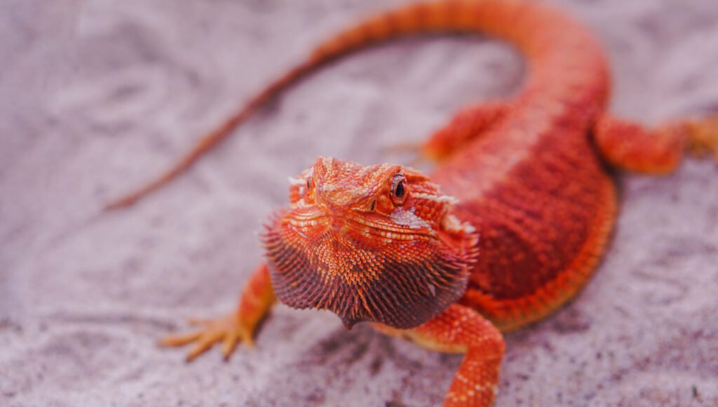 Photo of a Red Bearded Dragon.