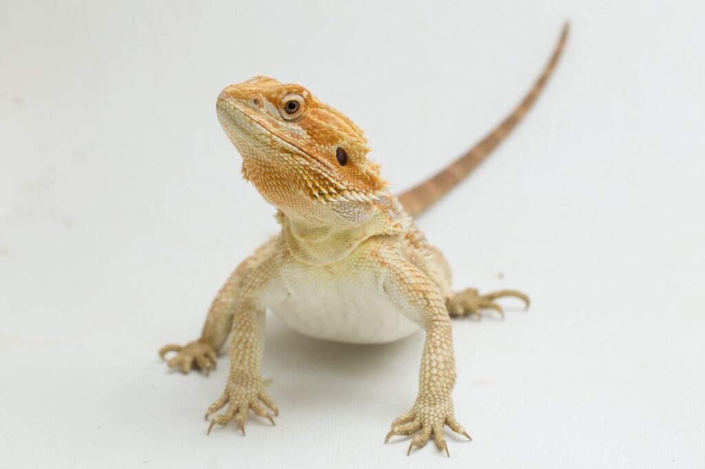 Picture of Bearded Dragon.