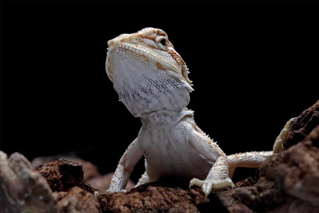 Choose the Right Bearded Dragon.