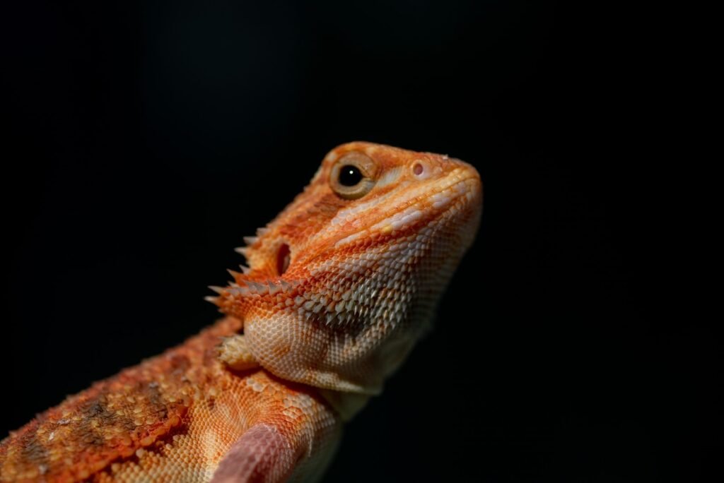 Side view of an orange Bearded dragon on a black background.