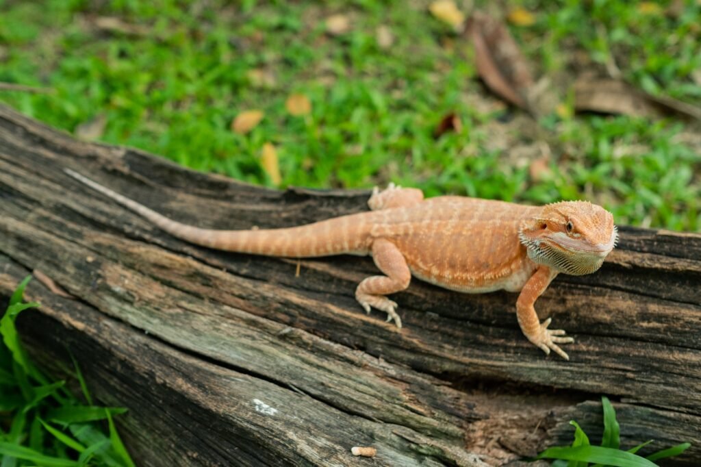 Photo of a Breaded Dragon Outdoor.