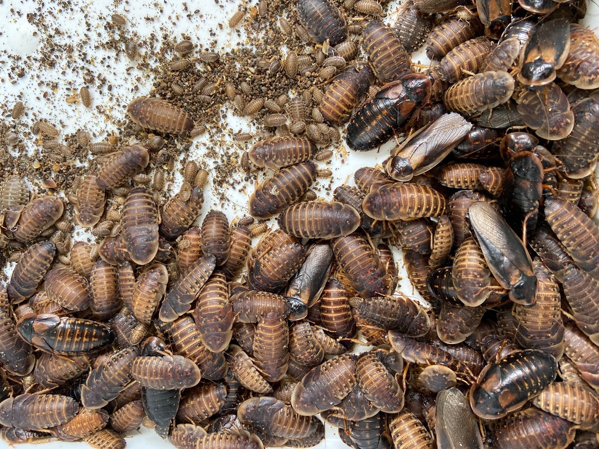 Lots of Dubia roaches on a white surface.