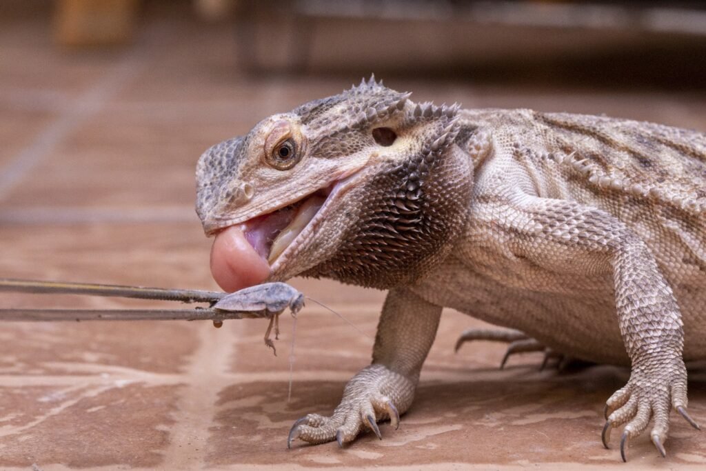 Photo of Bearded Dragon being fed.