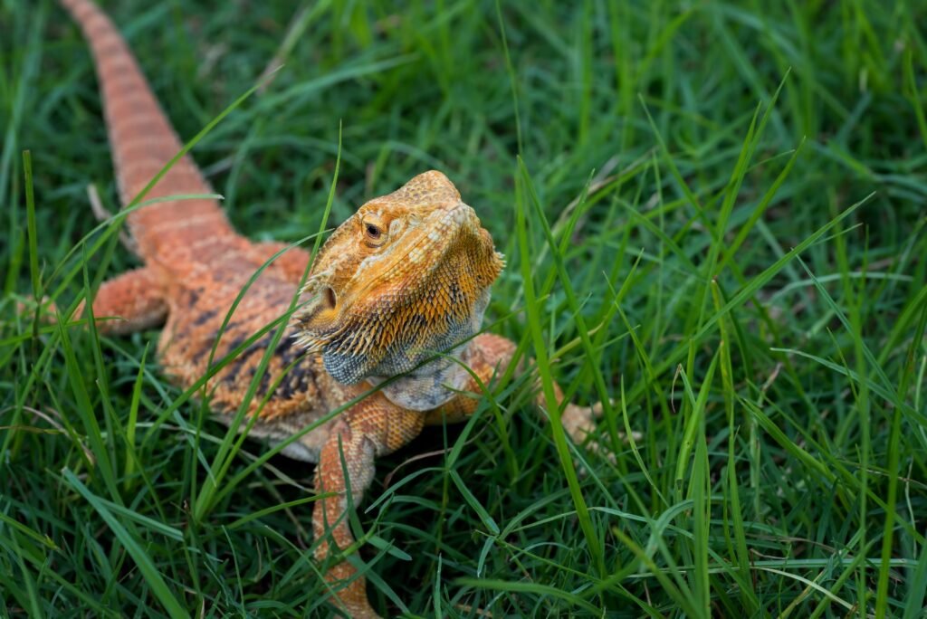 Image of a Breaded Dragon in the grass.