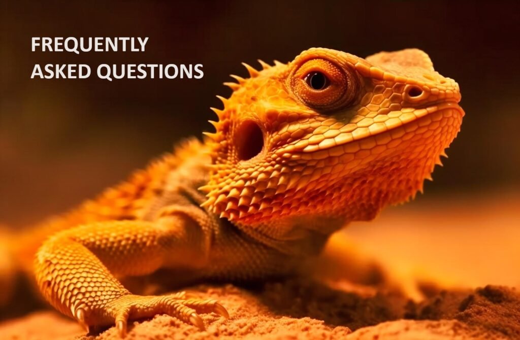 Image of a red bearded dragon on ground.