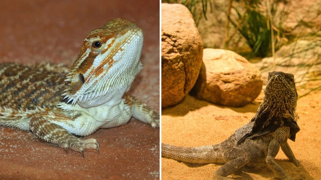 Two images of Bearded Dragon substrates.