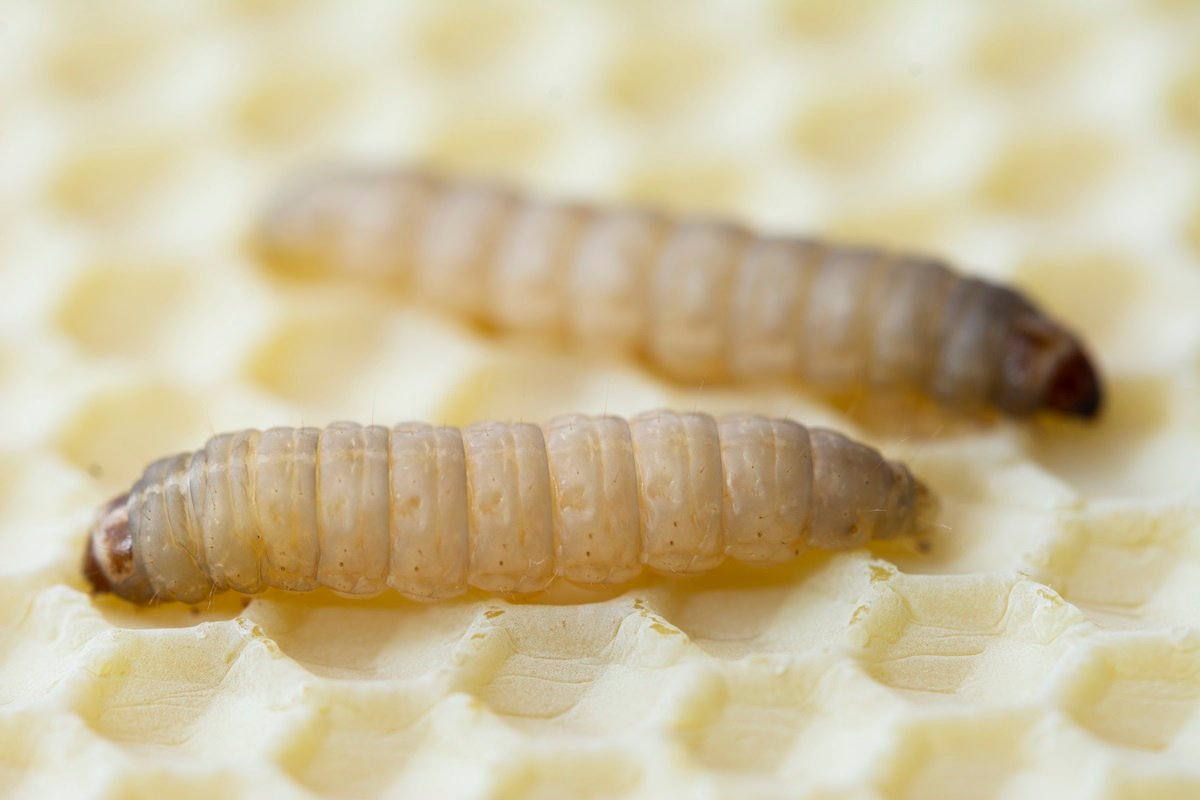 Two waxworms on a honeycomb like surface.