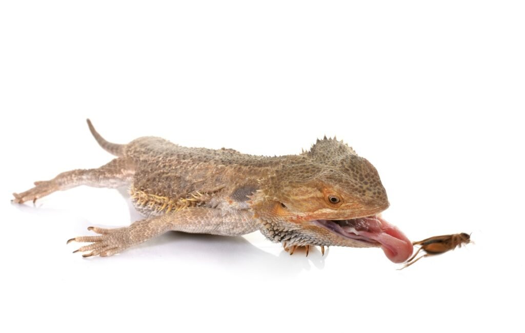 Bearded Dragon Nutrition Guide.