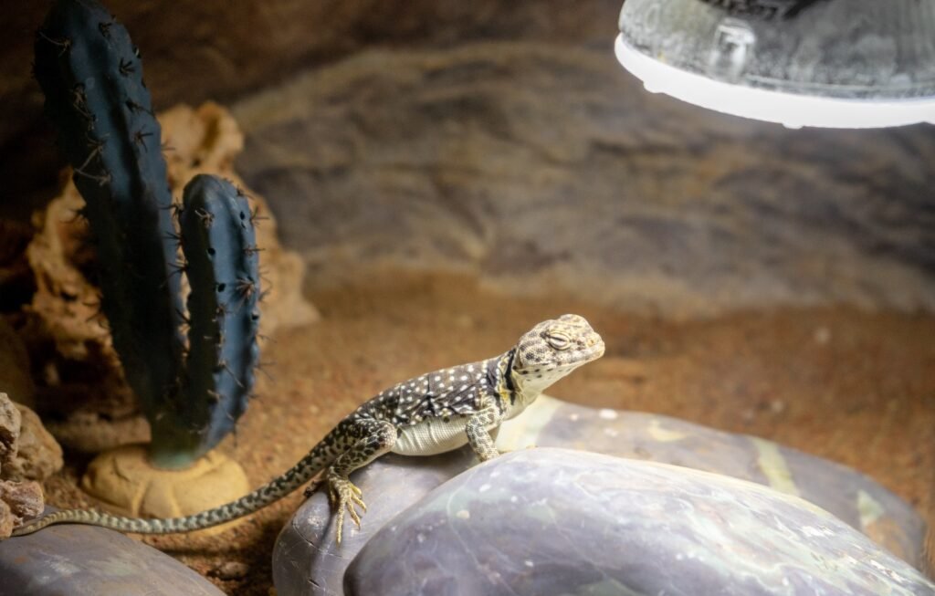 Bearded Dragon Habitat Setup.