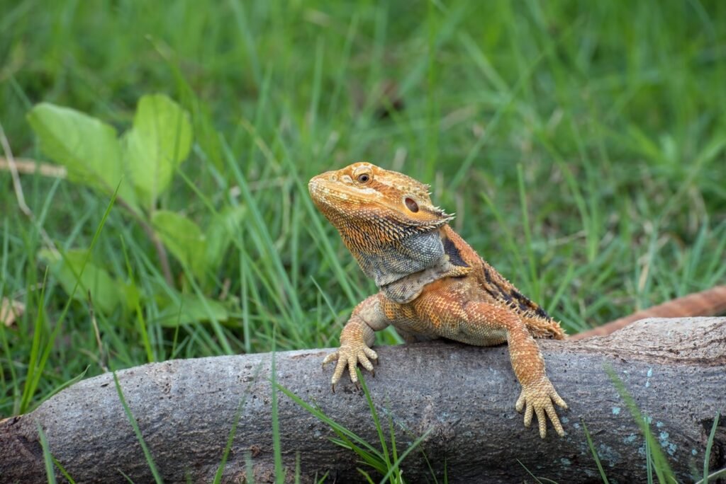 Photo of a bearded dragon outdoor.