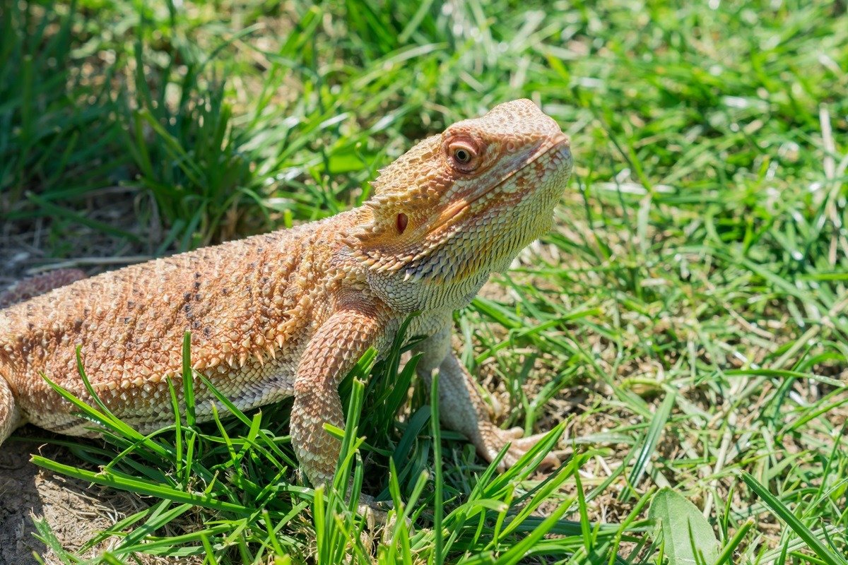 Image of a bearded dragon in grass.