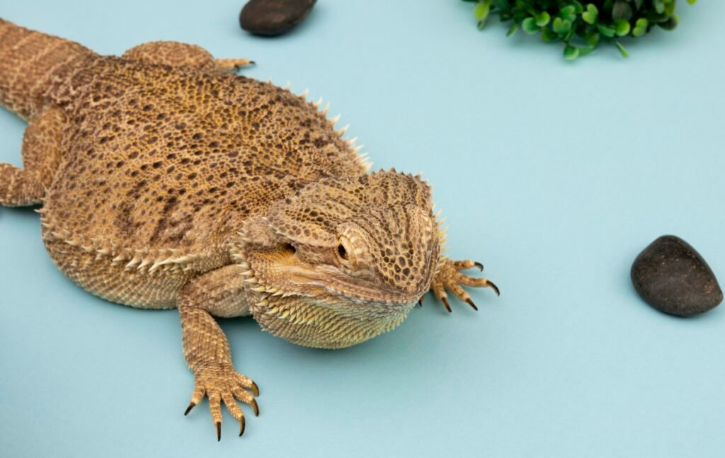 Photo of a Bearded Dragon on blue background.